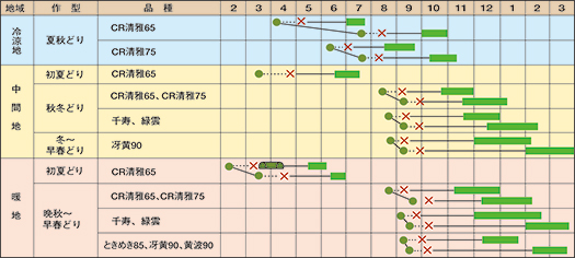 chinesecabbage_sakugata